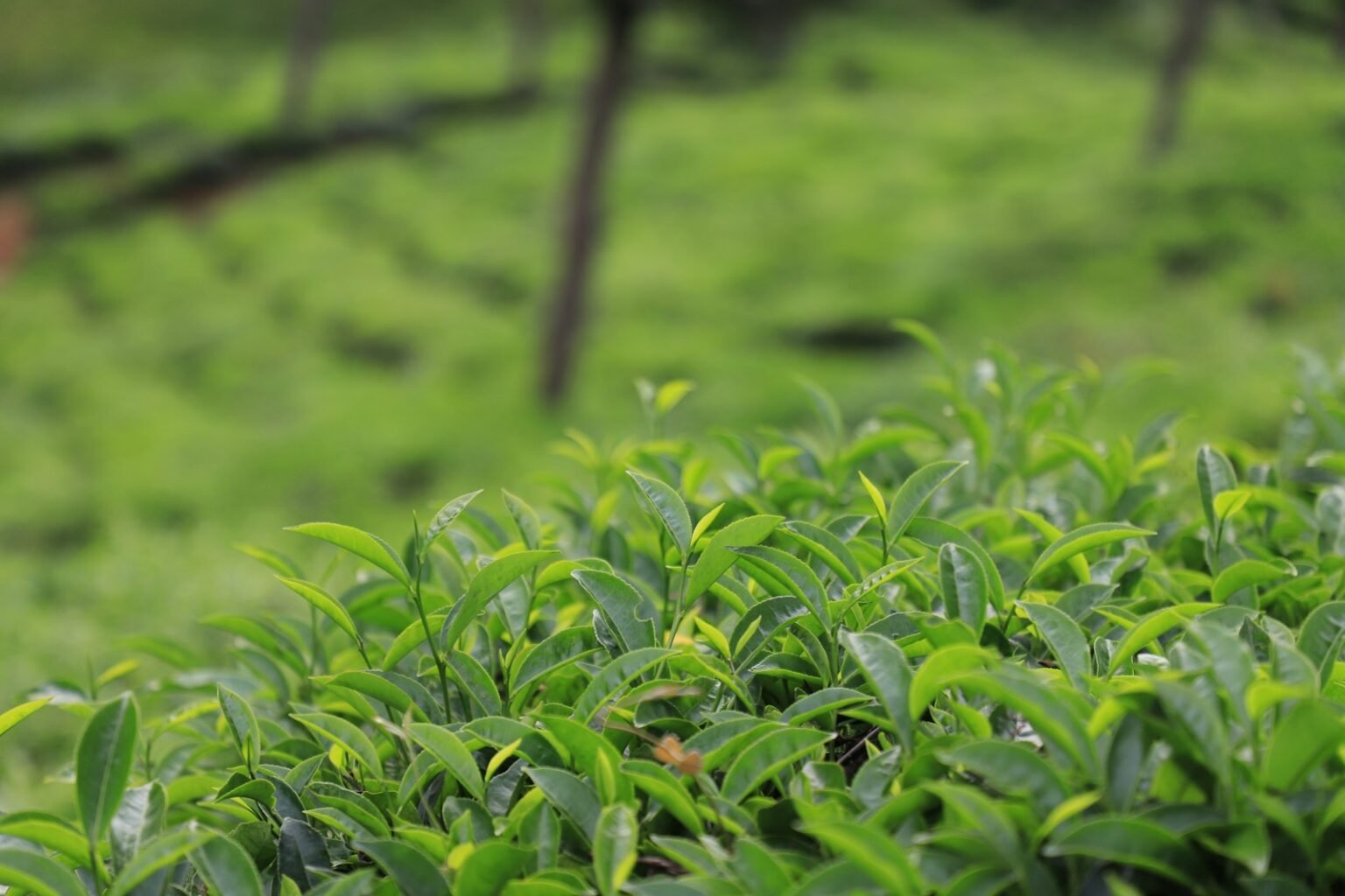 Aluma Tea Science and Technology Magazine