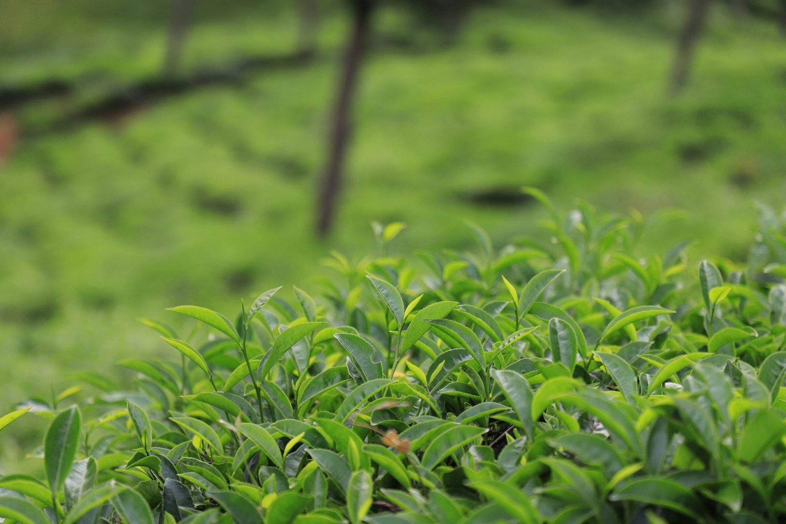 The true origin of Tea – Burma
