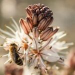 selective focus photography photo of bee on white flowers