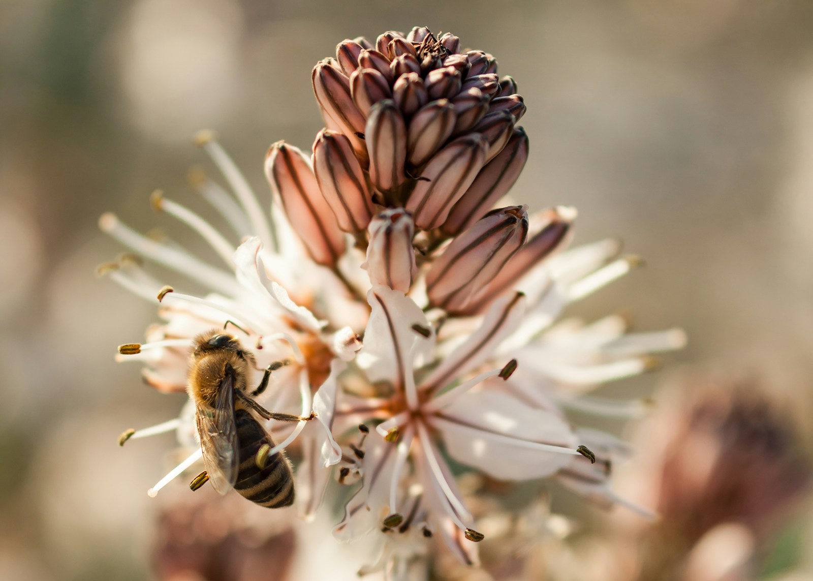 Experiments with the bees