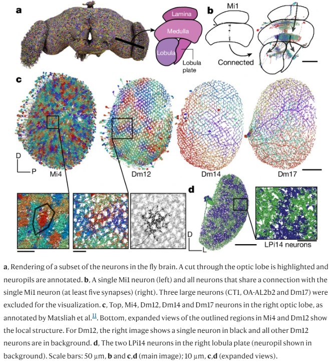 A connectomic reconstruction of a whole fly brain.