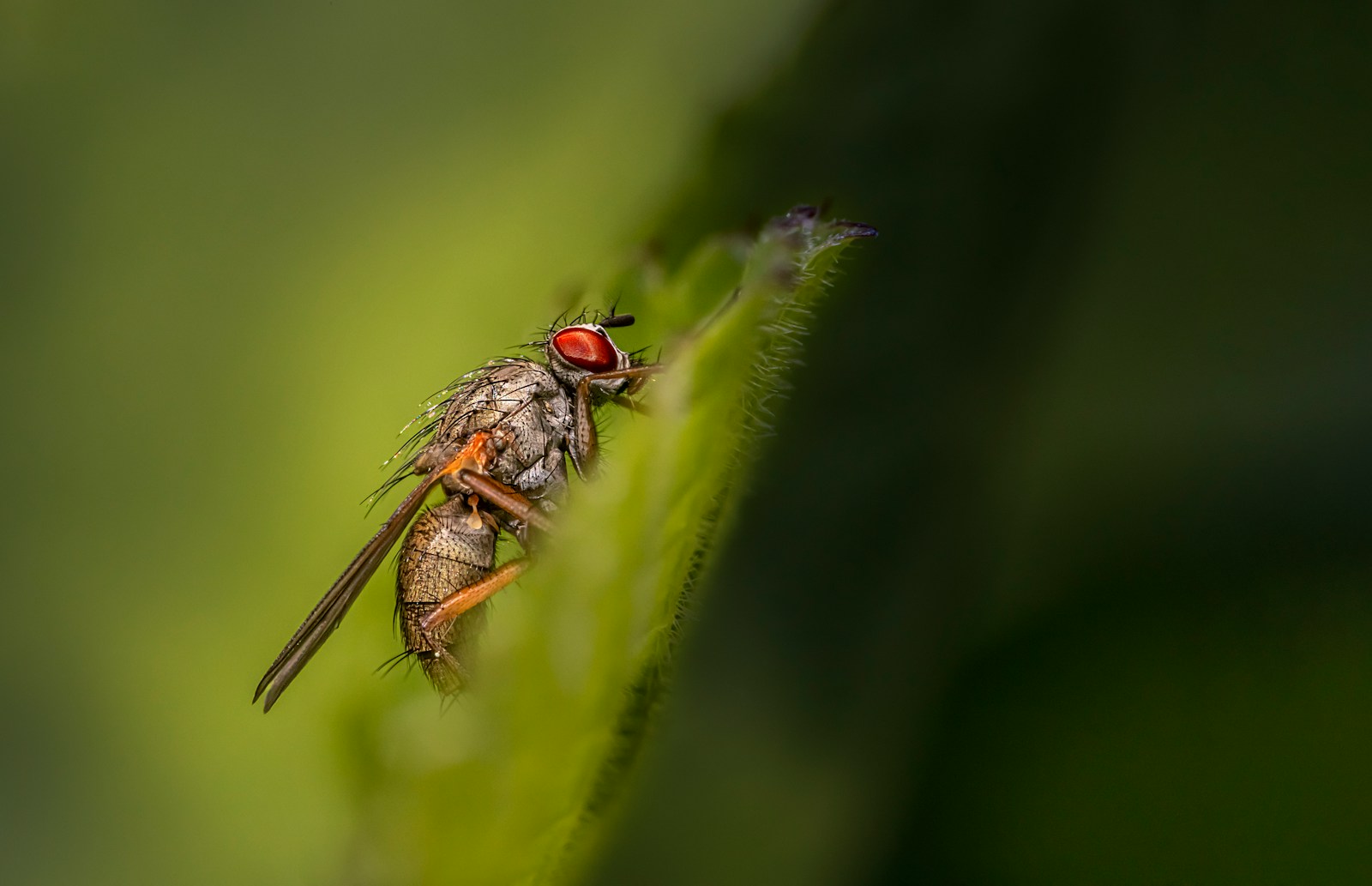 Brain map of female fruit fly