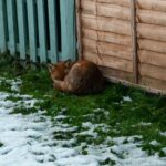 a cat sitting in the snow next to a fence