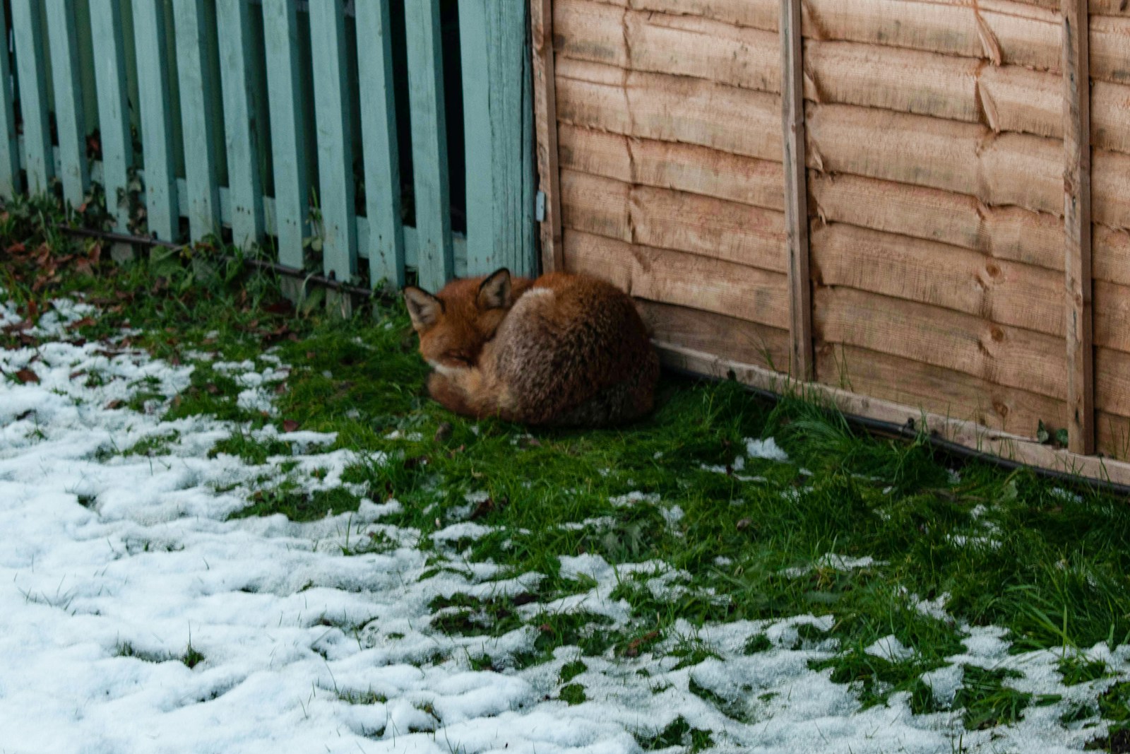 Hibernation in mammals