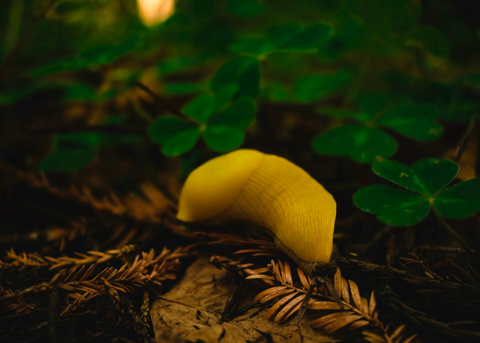 white mushroom on green leaves