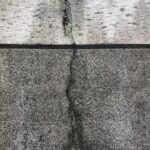 green plant on gray concrete wall