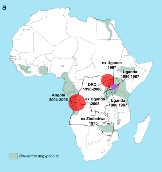 Possibility of Marburg virus outbreak