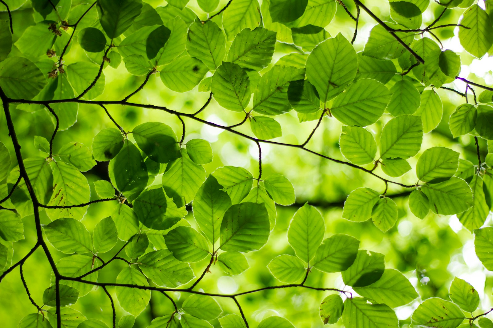Harnessing energy with artificial photosynthesis