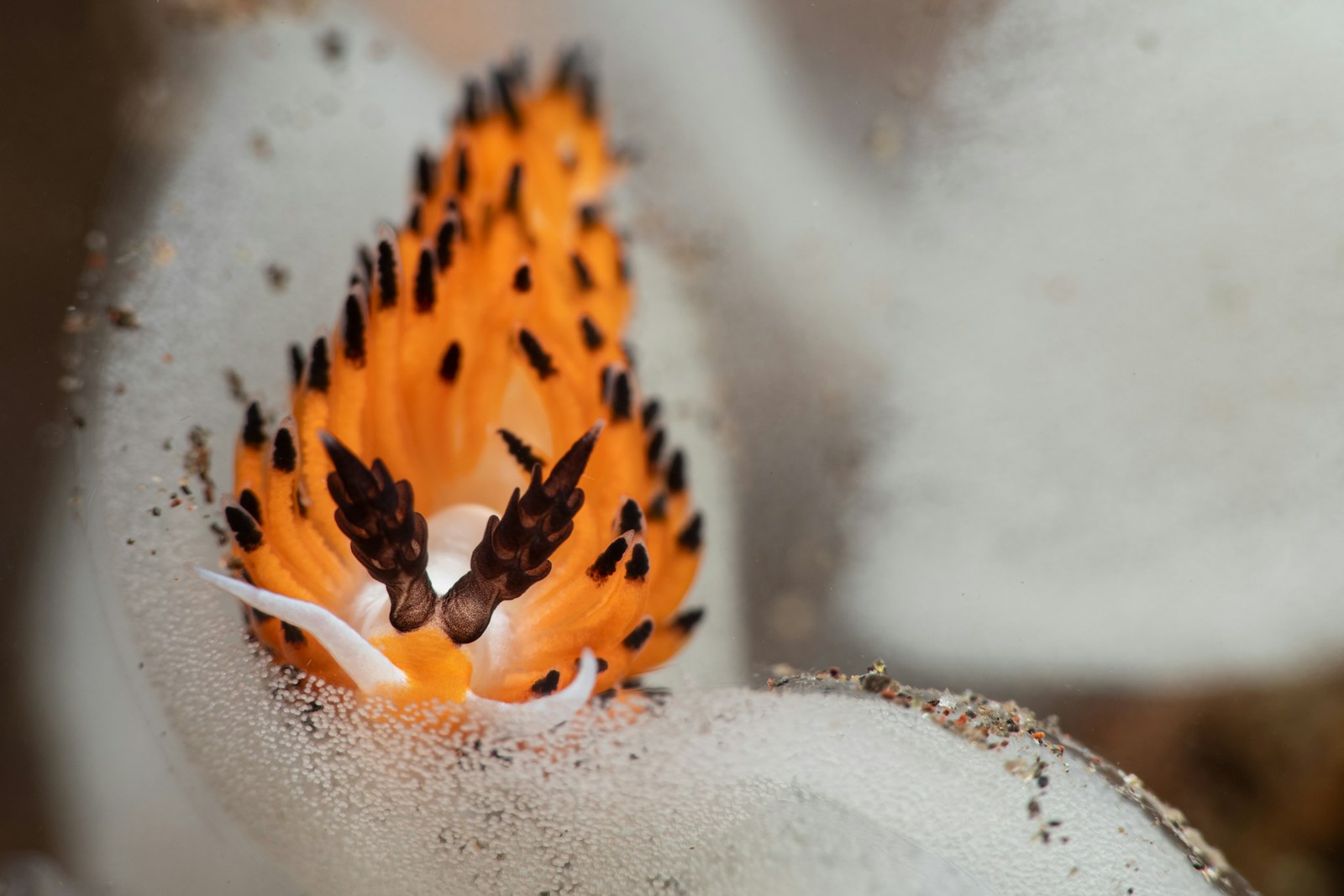 a close up of a small orange and white flower