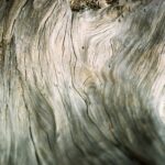 tree trunk